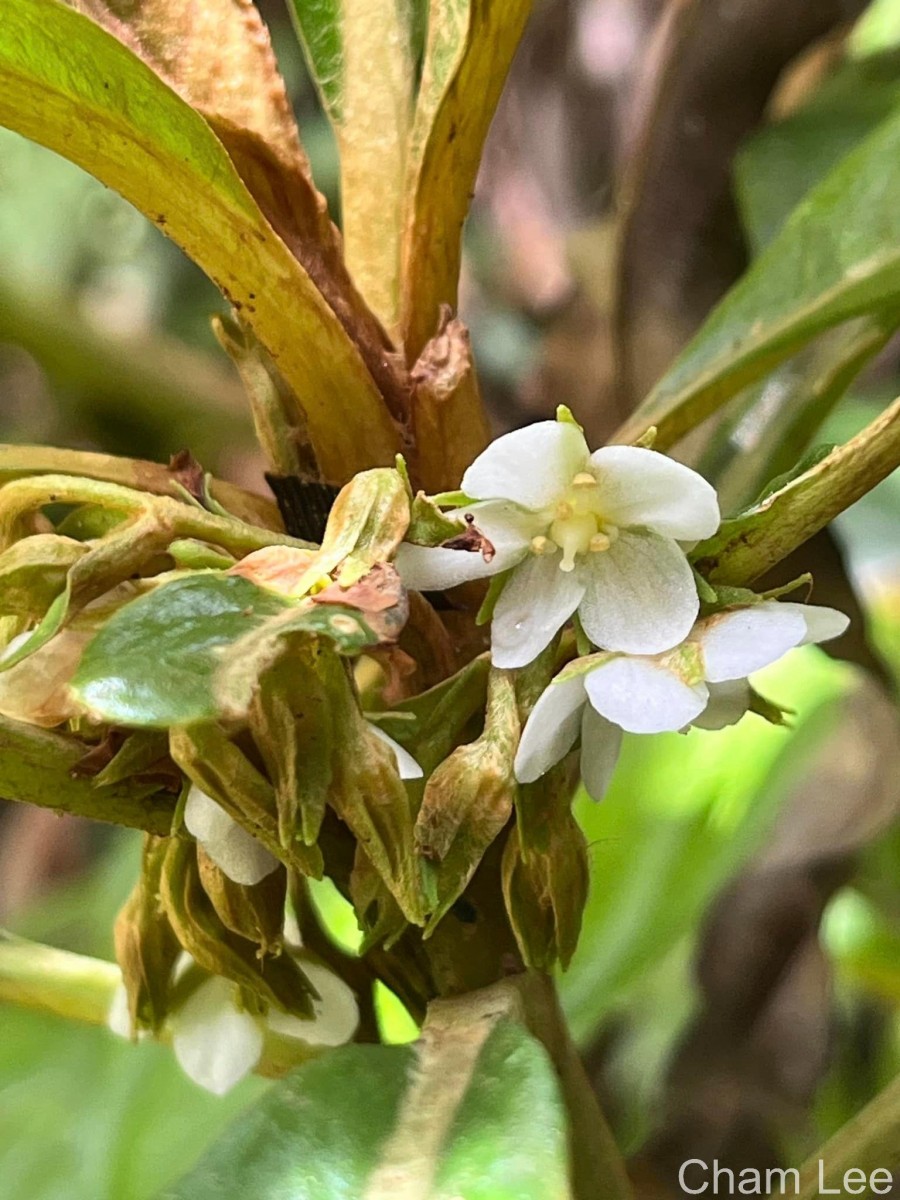 Rhynchotechum permolle (Nees) B.L.Burtt